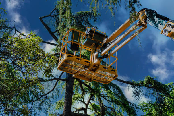 Best Tree Maintenance Programs  in Arcadia, FL